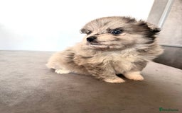 Pomsky dogs for sale: 3 girl pomskys for sale!  - Image 6