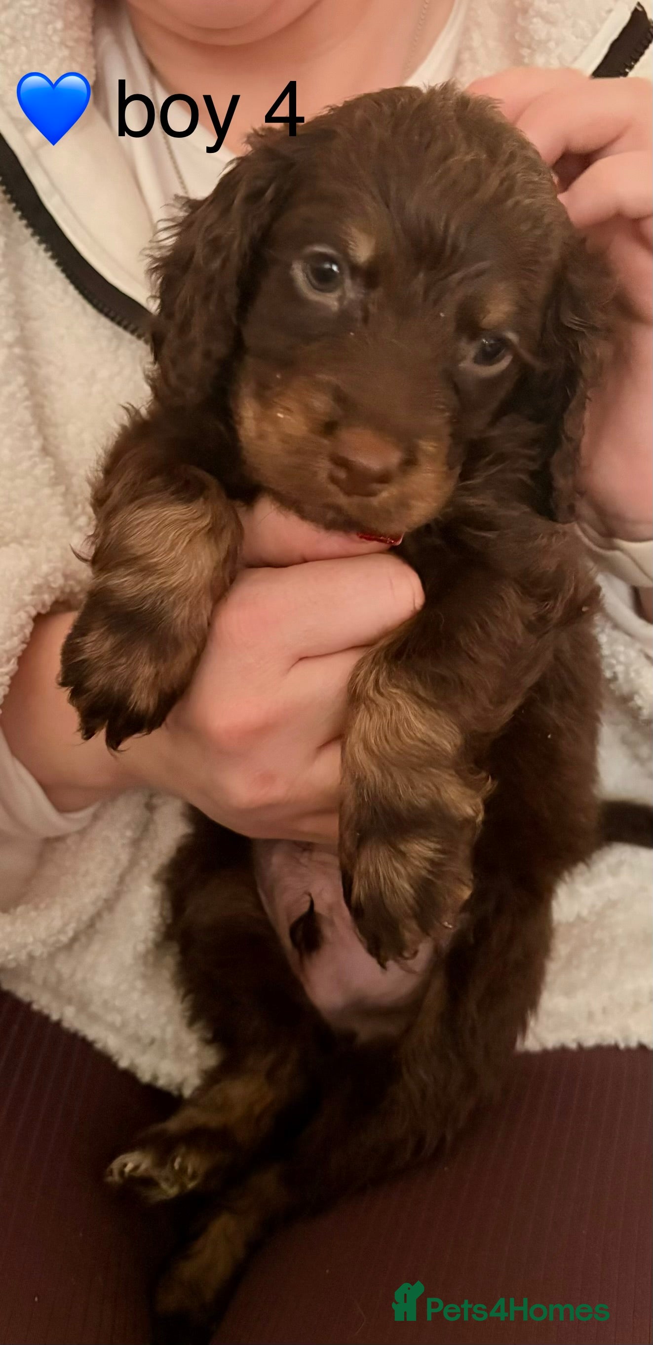 Cockapoo dogs F1B cockerpoo’s ready to leave 22nd January  - Advert 5