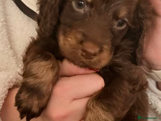 Cockapoo dogs F1B cockerpoo’s ready to leave 22nd January - Advert 1