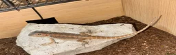 Bearded Dragon reptiles for sale: Baby&adult bearded dragons- possible a full setup  - Advert 8