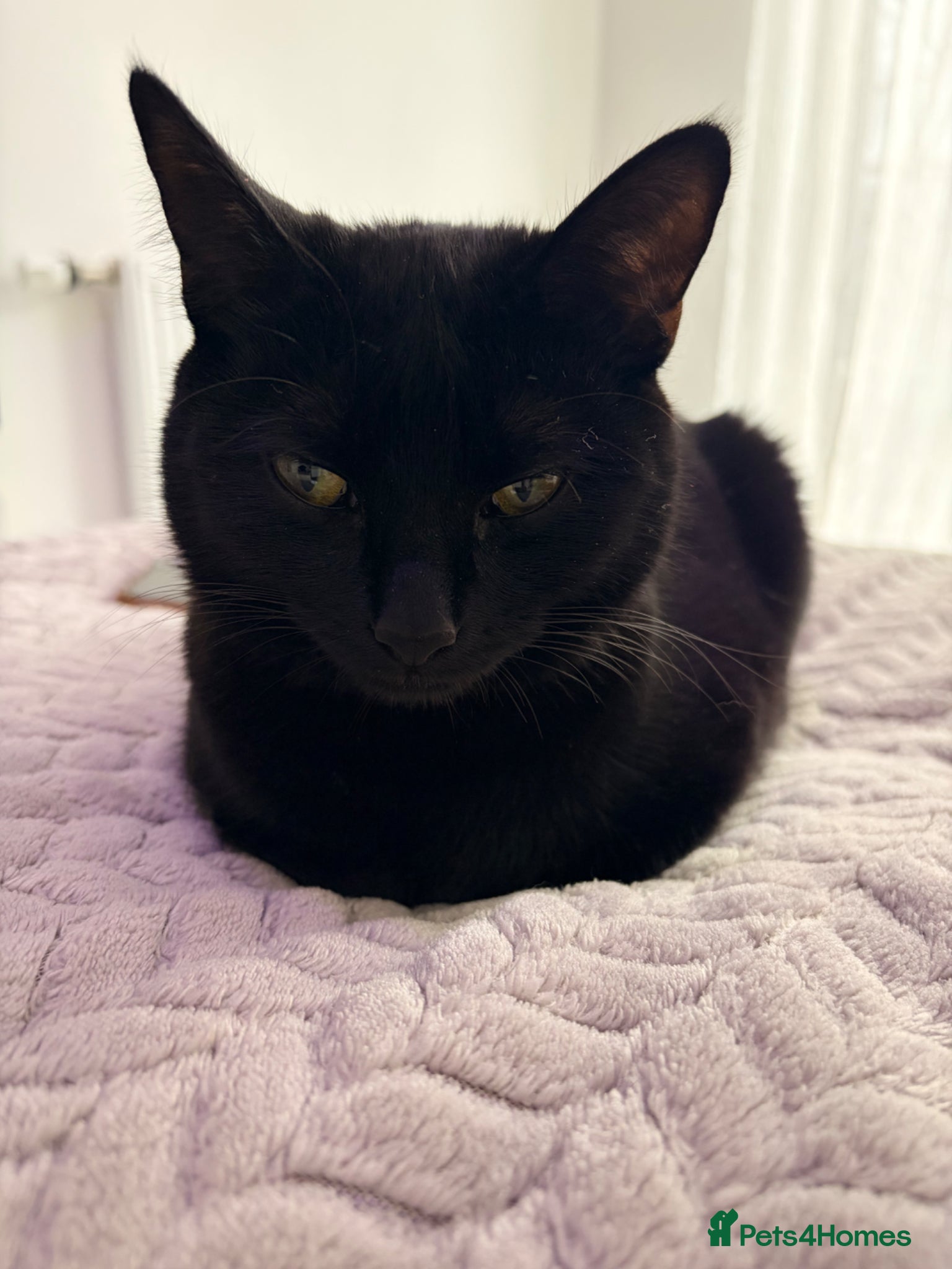 Mixed Breed cats Beautiful black female cat looking for a new home - Advert 1