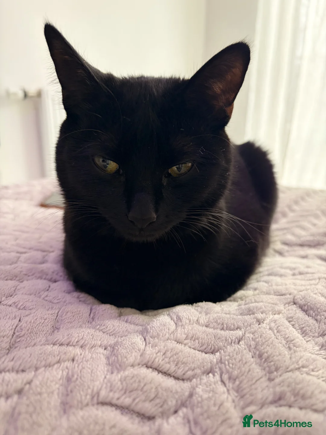 Mixed Breed cats for sale: Beautiful black female cat looking for a new home - Advert 1