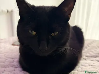 Mixed Breed cats Beautiful black female cat looking for a new home - Advert 1