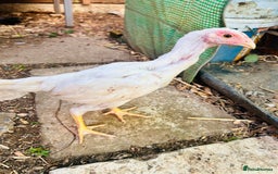 Chickens poultry for sale: Aseel shamo  chicks for sale  - Image 6