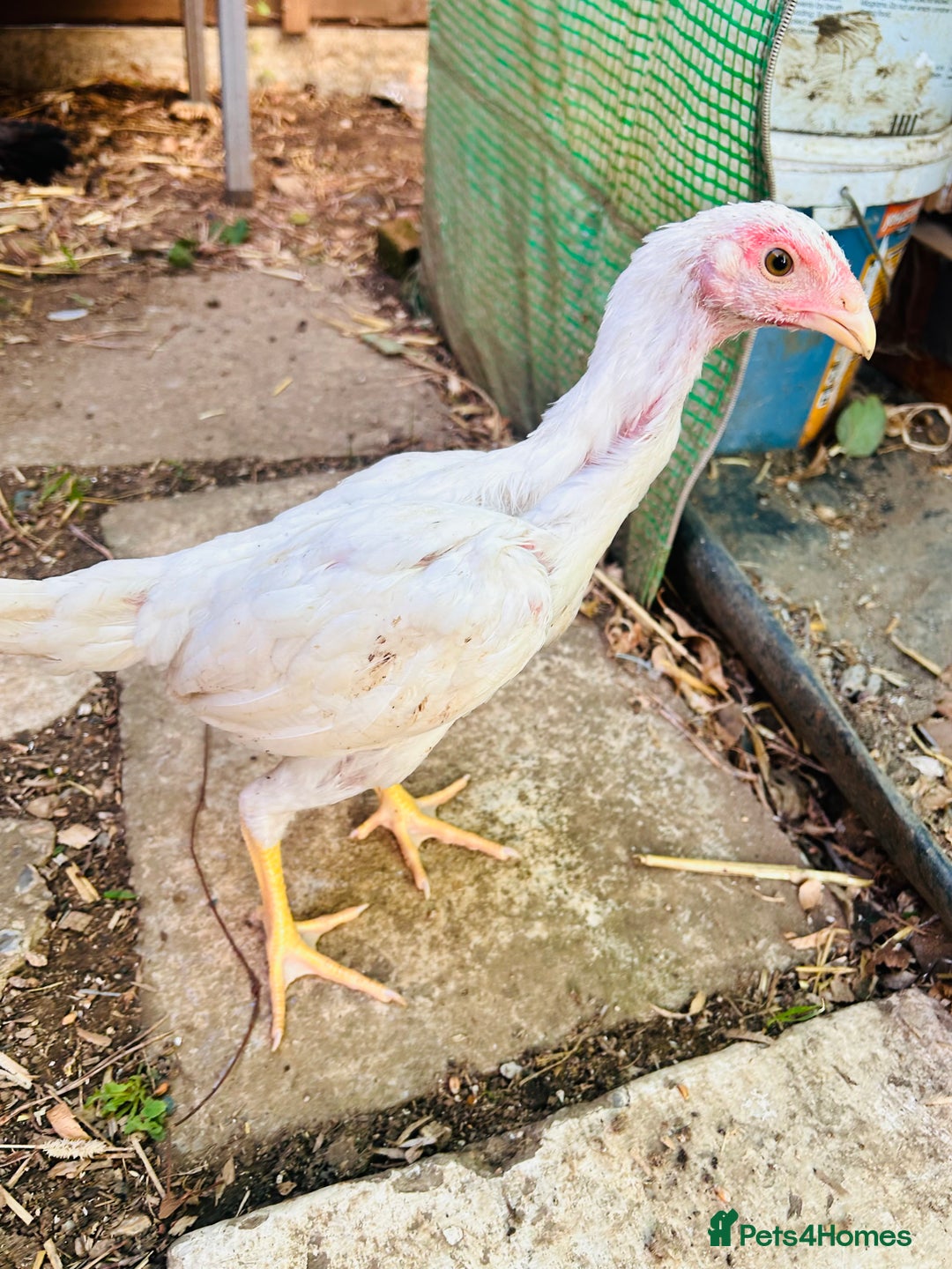 Chickens poultry for sale: Aseel shamo  chicks for sale  - Image 6