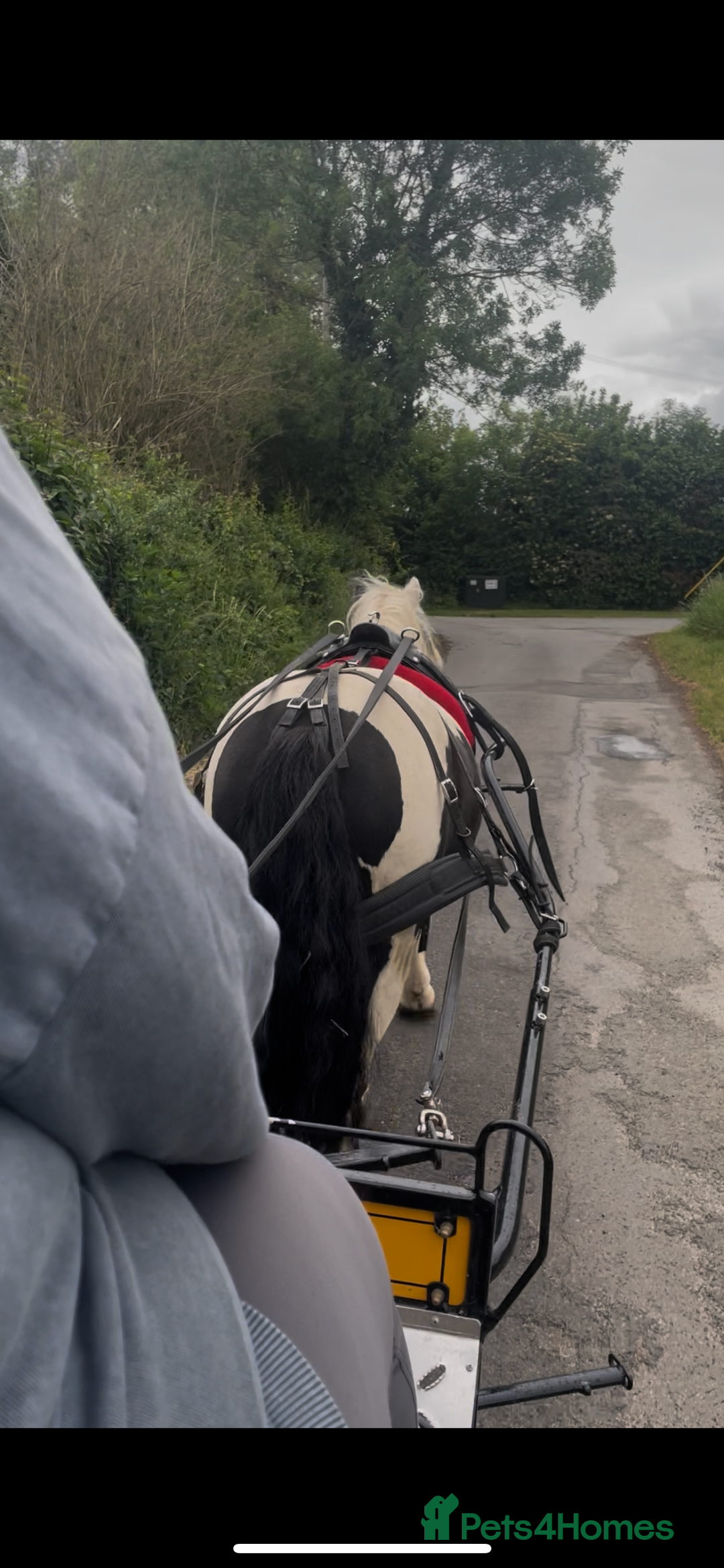 Irish Cob horses for sale: 4yr ride and drive 11.2hh bugsy  - Image 4