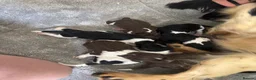 English Springer Spaniel dogs for sale: Springer Spaniel Puppies  - Advert 2