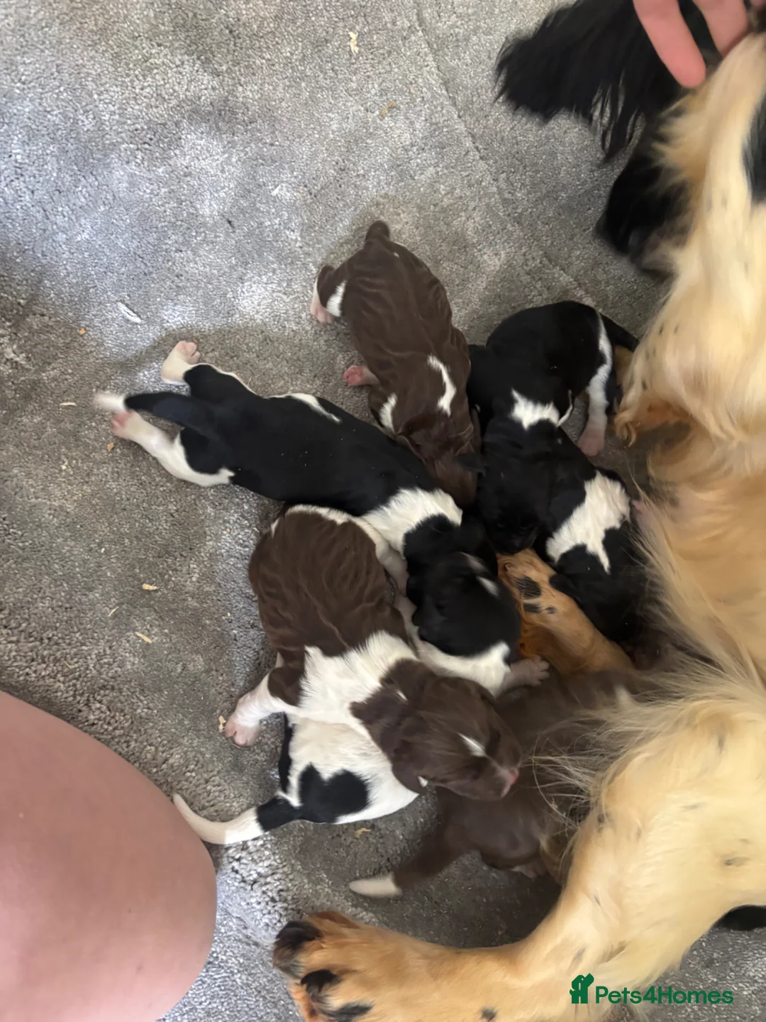 English Springer Spaniel dogs for sale: Springer Spaniel Puppies  - Advert 2
