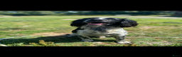English Springer Spaniel dogs for stud: STUD BLACK AND WHITE SPRINGER SPANIEL  - Advert 2