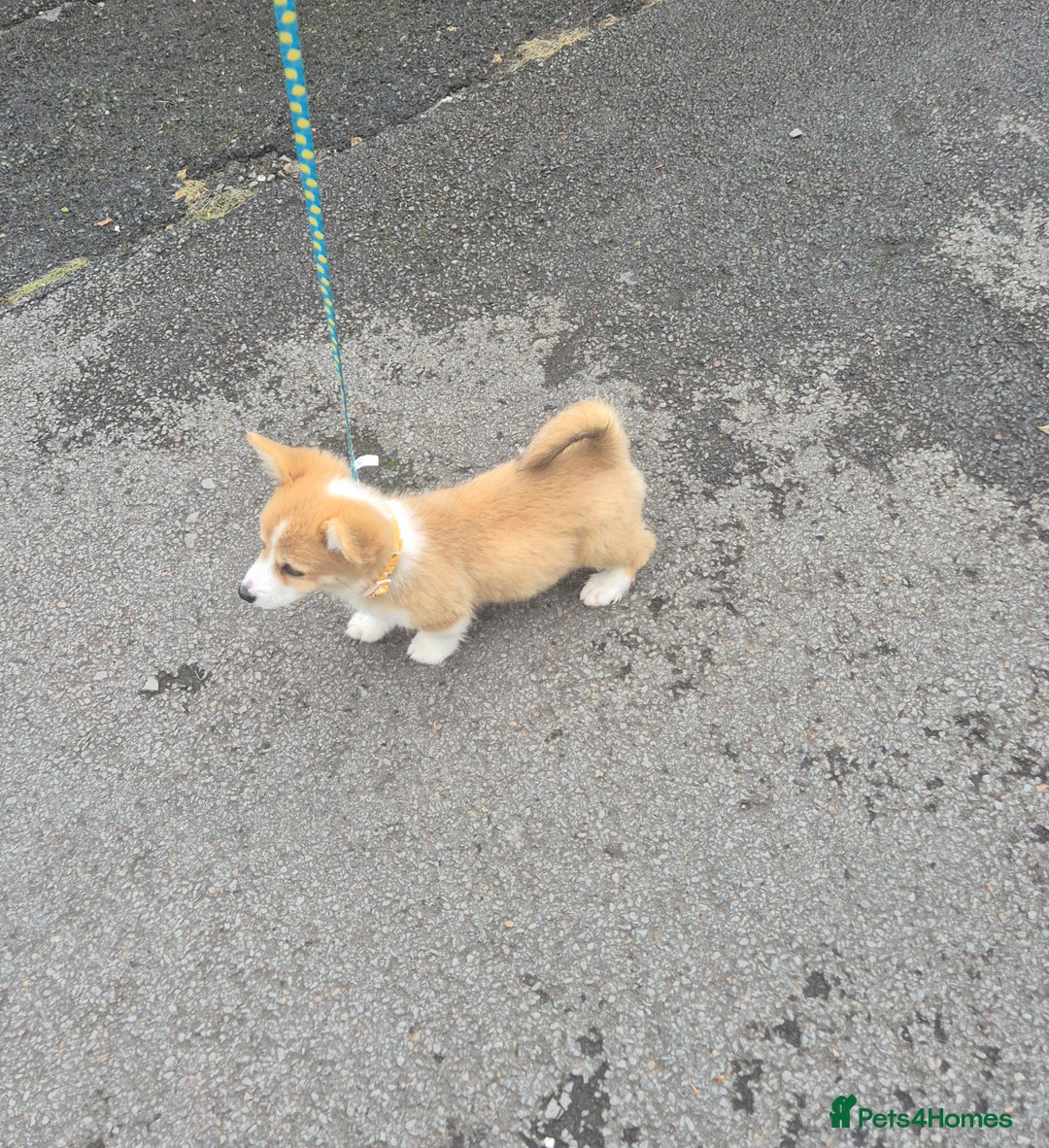 Welsh Corgi Pembroke dogs for sale: Kc registered female - Image 3