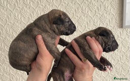 English Bull Terrier dogs for sale: Brindle Champion sired Bull Terriers pups (MALE)  - Image 7