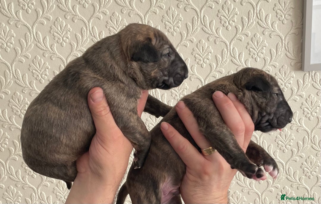 English Bull Terrier dogs for sale: Brindle Champion sired Bull Terriers pups (MALE)  - Image 7