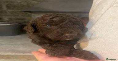 Cockapoo dogs - Advert 10