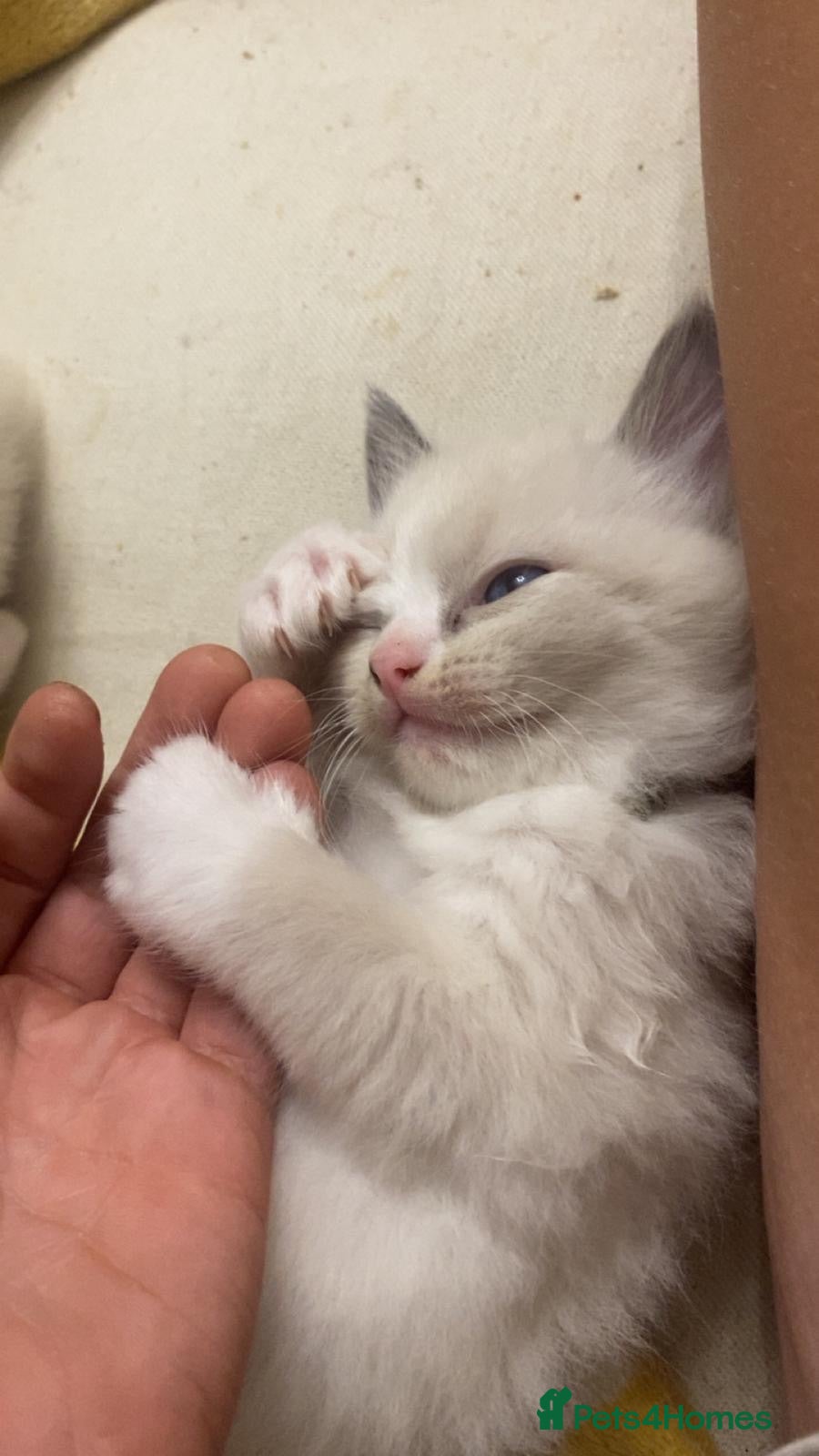 Ragdoll cats Stunning Ragdoll kittens blue point ready 15 Aug - Advert 2