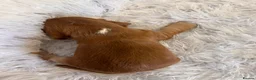Cocker Spaniel dogs for sale: Show type KC Health tested cockers in Burntwood - Advert 3