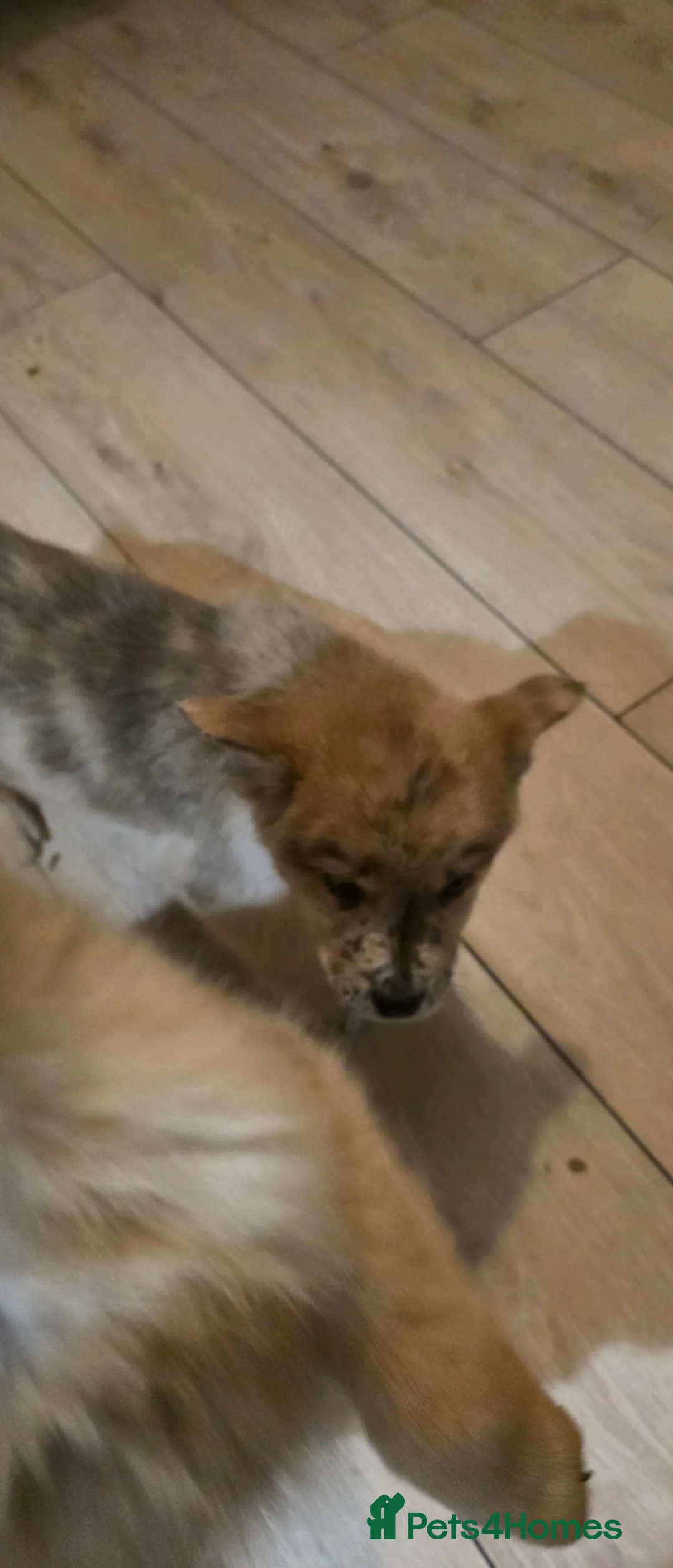 Mixed Breed dogs for sale: Adorable Merle Chowski's for sale  - Advert 7