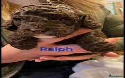 Cockapoo dogs for stud: Cockapoo for stud F2 chocolate proven  - Image 10