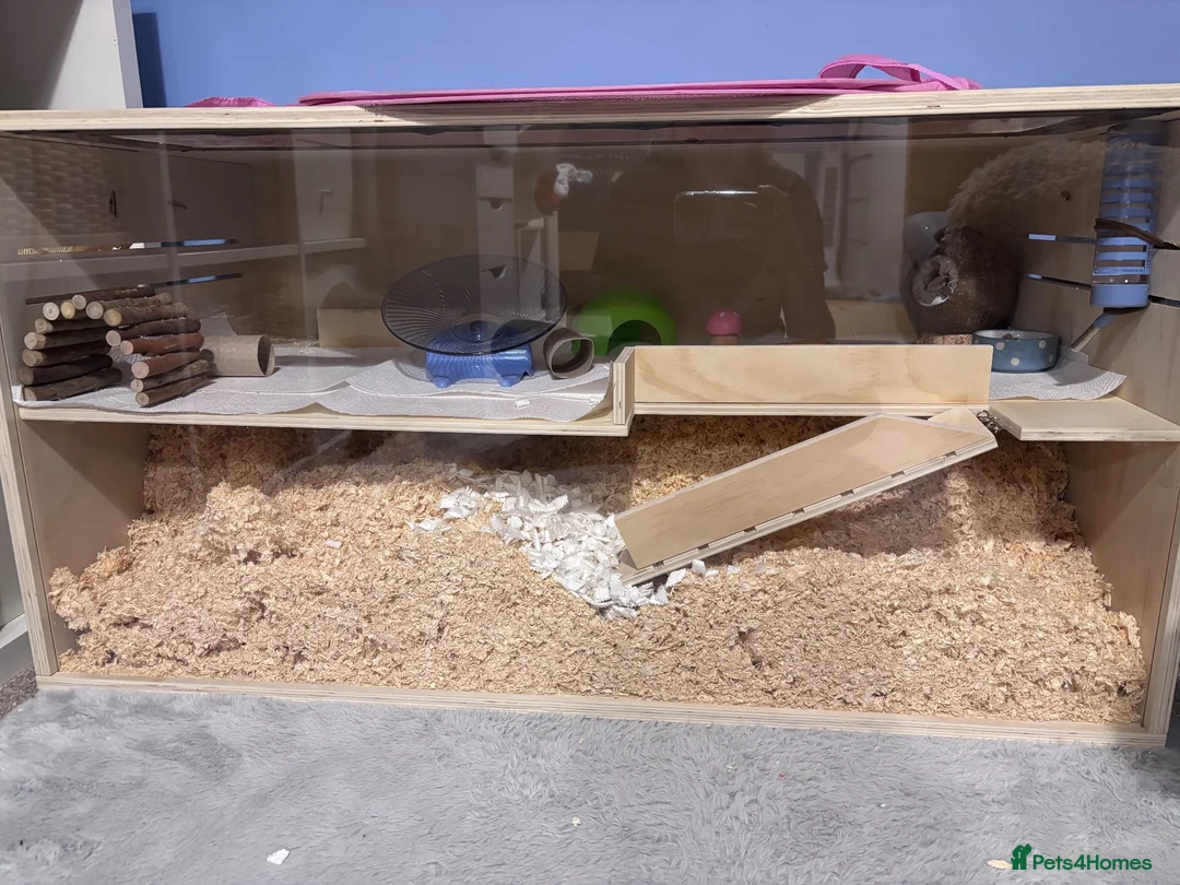 Gerbil rodents for sale: 2 young male gerbils for sale - Advert 4