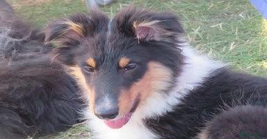 Mixed Breed dogs - Advert 8