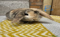 Mini Lop rabbits for sale: Mini Lop Rabbits For Sale  - Advert 14