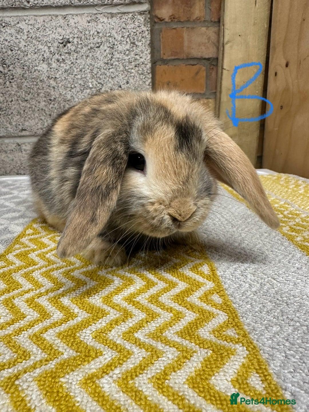 Mini Lop rabbits for sale: Mini Lop Rabbits For Sale  - Advert 14