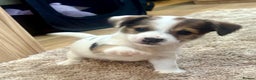 Jack Russell dogs for sale: Gorgeous short-legged Jack Russell Puppies! - Advert 8