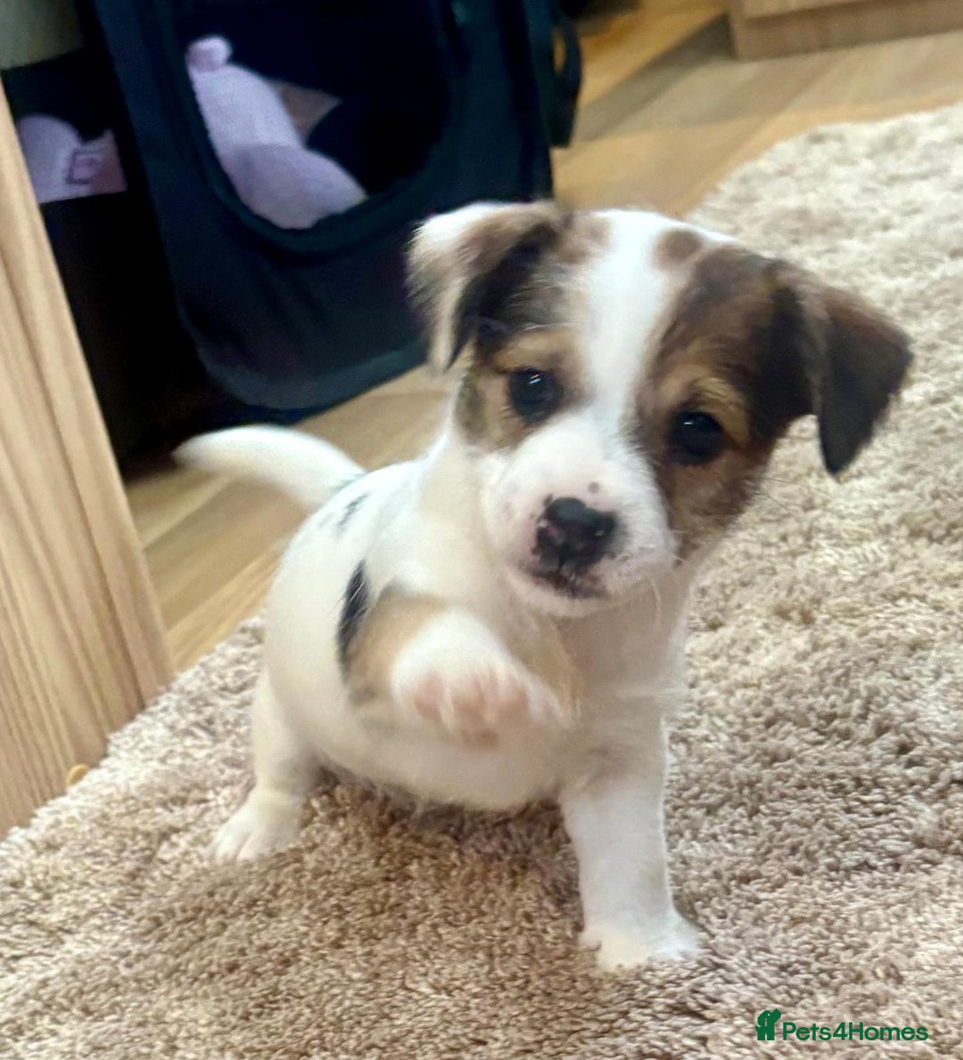 Jack Russell dogs for sale: Gorgeous short-legged Jack Russell Puppies! - Advert 8