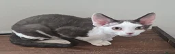 Devon Rex cats for sale: Darling Devons  in Waltham Cross - Advert 10