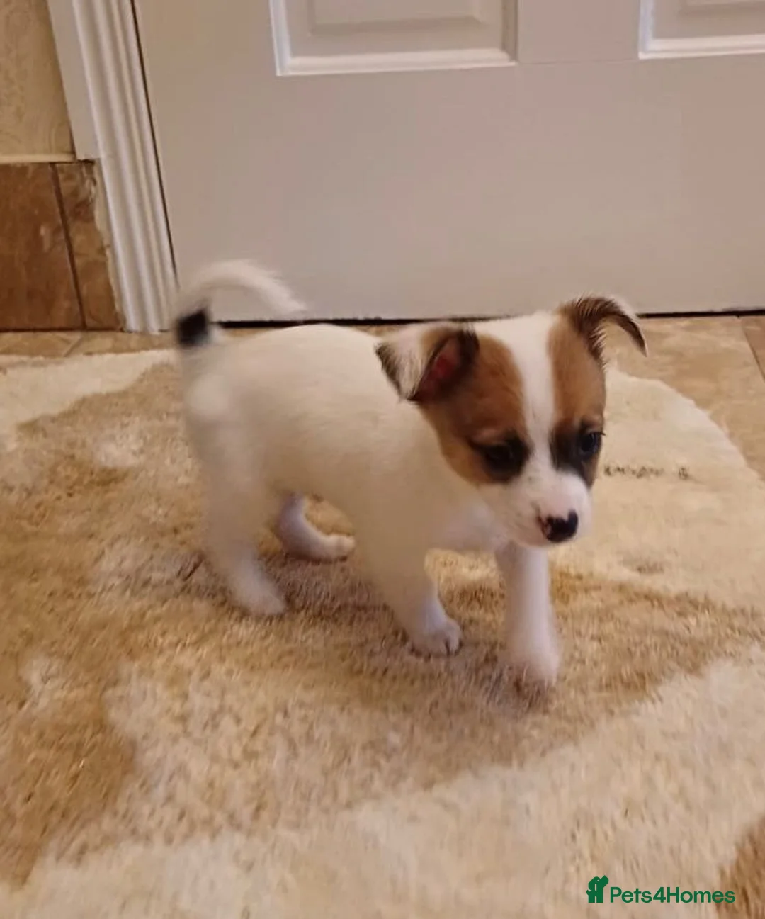 Chihuahua dogs for sale: Chihuahua Puppies  - Advert 11