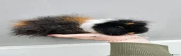 Guinea Pig rodents for sale: Baby swiss boars - Advert 7