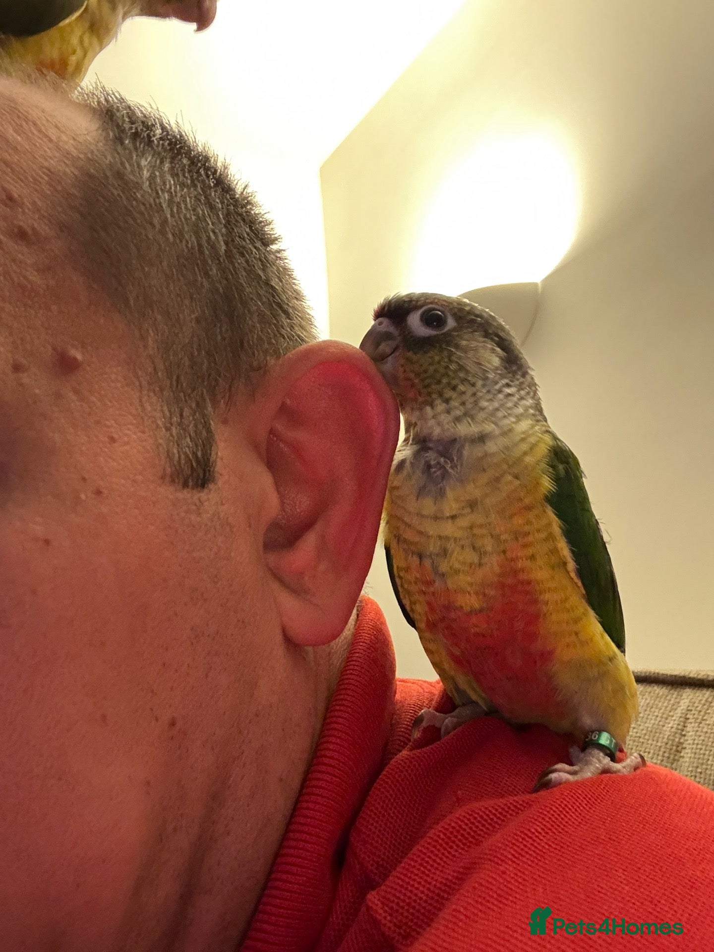 Conures birds for sale: 2 Tamed baby conures for sale  - Advert 1
