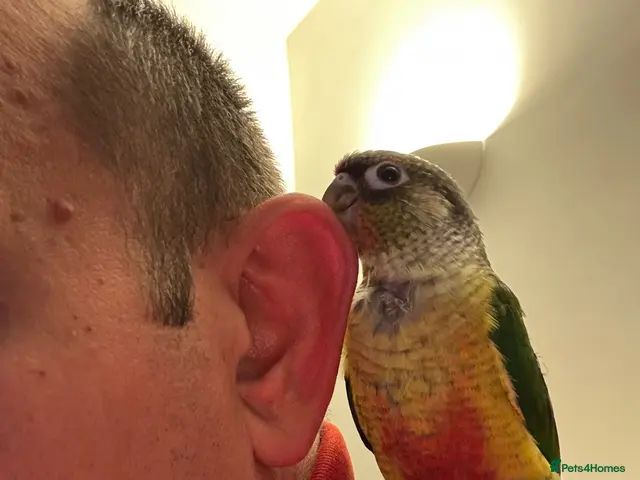 Conures birds for sale: 2 Tamed baby conures for sale - Advert 1