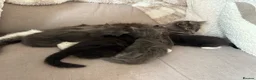 Mixed Breed cats for sale: Mainecoon cross kittens  - Advert 5