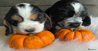 Cocker Spaniel dogs - Advert 16
