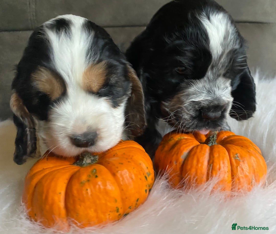 Cocker Spaniel dogs for sale: Chunky KC Cocker Spaniel puppies for sale  - Image 2