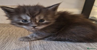 Maine Coon cats - Advert 2