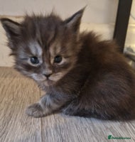 Maine Coon cats - Advert 2