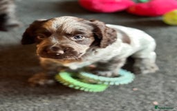 Cocker Spaniel dogs for sale: Working cocker spaniels  - Image 2