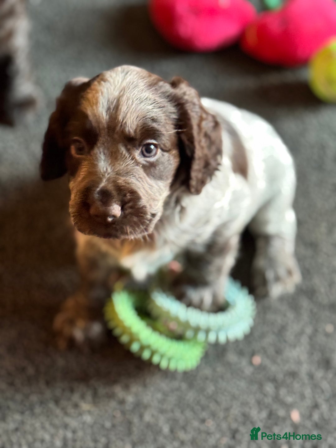 Cocker Spaniel dogs for sale: Working cocker spaniels  - Image 2