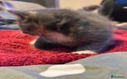 Mixed Breed cats for sale: Beautiful kittens  - Image 13