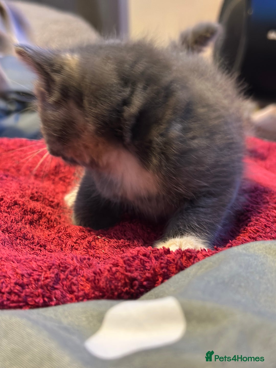 Mixed Breed cats for sale: Beautiful kittens  - Image 13