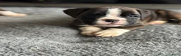 Boxer dogs for sale: Beautiful Kc boxer puppies  - Advert 18