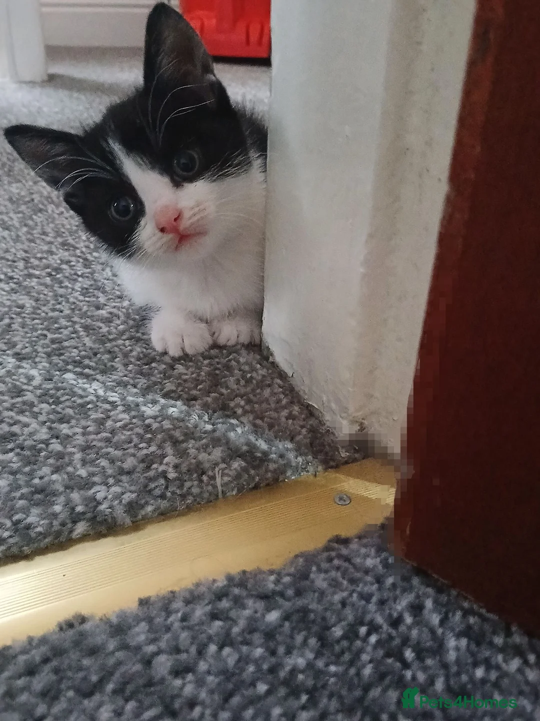 Mixed Breed cats for sale: Kittens  in Bradford - Advert 4