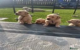 Golden Retriever dogs for sale: Golden retriever pups looking for forever homes  - Image 14