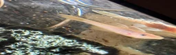 Plecos fish for sale: Blue eye lemon/super red bristlenose - Advert 3