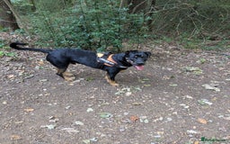 Mixed Breed dogs for sale: Neo German Shepherd/ Rottweiler Cross - Image 4