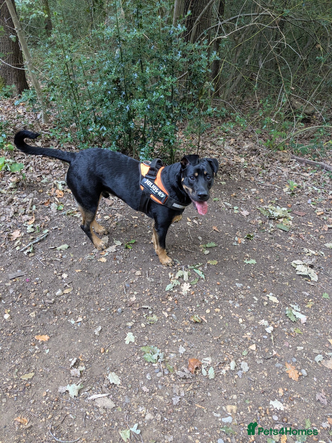 Mixed Breed dogs for sale: Neo German Shepherd/ Rottweiler Cross - Image 4