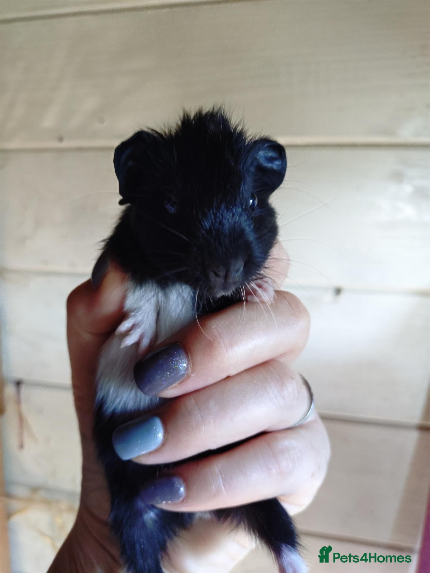 Guinea Pig rodents for sale: Baby males guinea pigs and few adults  - Advert 2