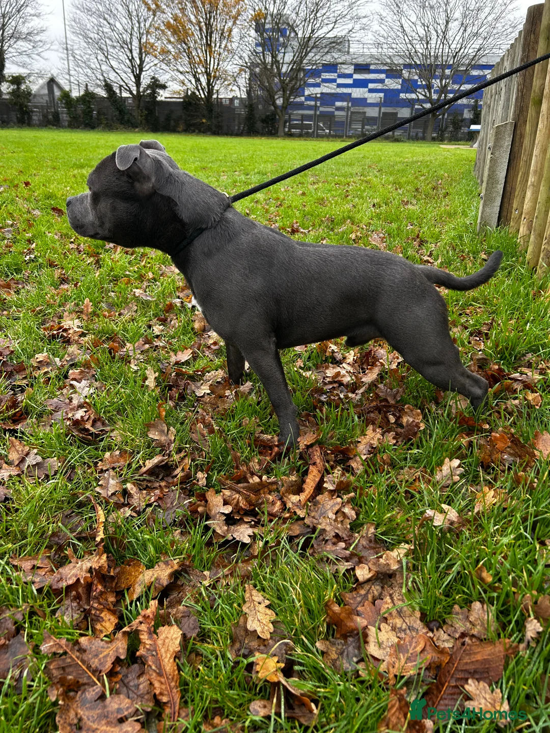 Staffordshire Bull Terrier dogs for stud: Exceptional Blue Staffordshire Stud Service -Milo in Brentford - Advert 2