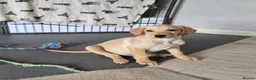 Labrador Retriever dogs for sale: Reduced ready to leave labrador pup - Advert 4